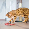 Snakey - Laat Je Kat Urenlang Spelen! Beliebte Artikel